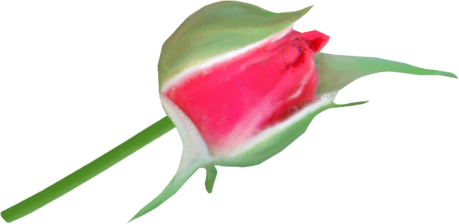 Rose15