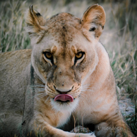 Moremi: la joya de la corona, donde te emocionarás a cada instante. - Botswana y Cataratas Victoria: la esencia de África y maravilla natural (30)