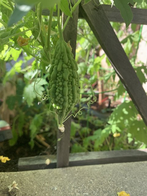 [Image: ABD5-D2-F8-B558-4-D8-A-9563-70-D1650884-CB.jpg]