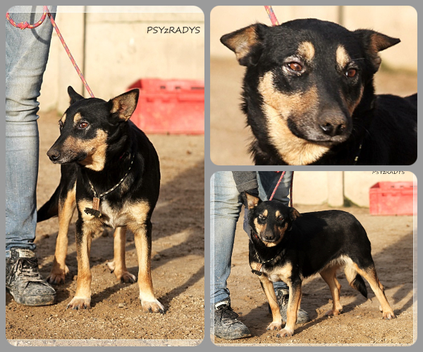 BeFunky-collage (25)