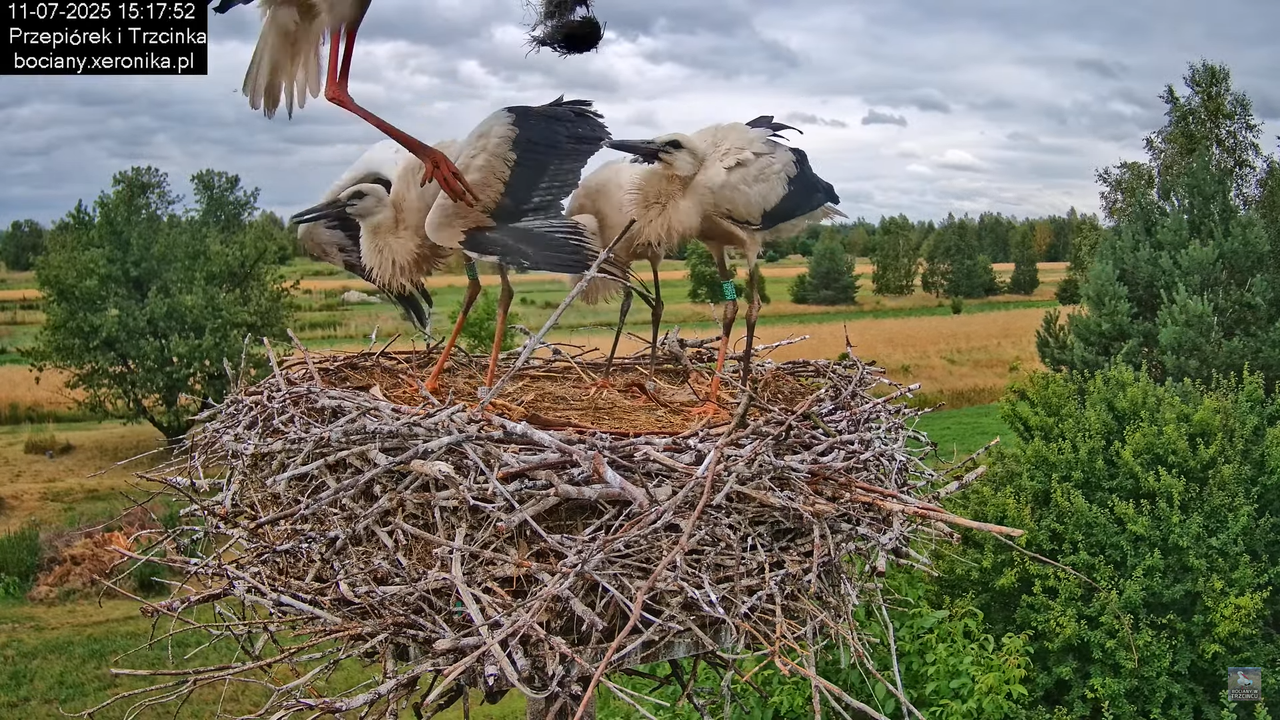 11072025bociany40