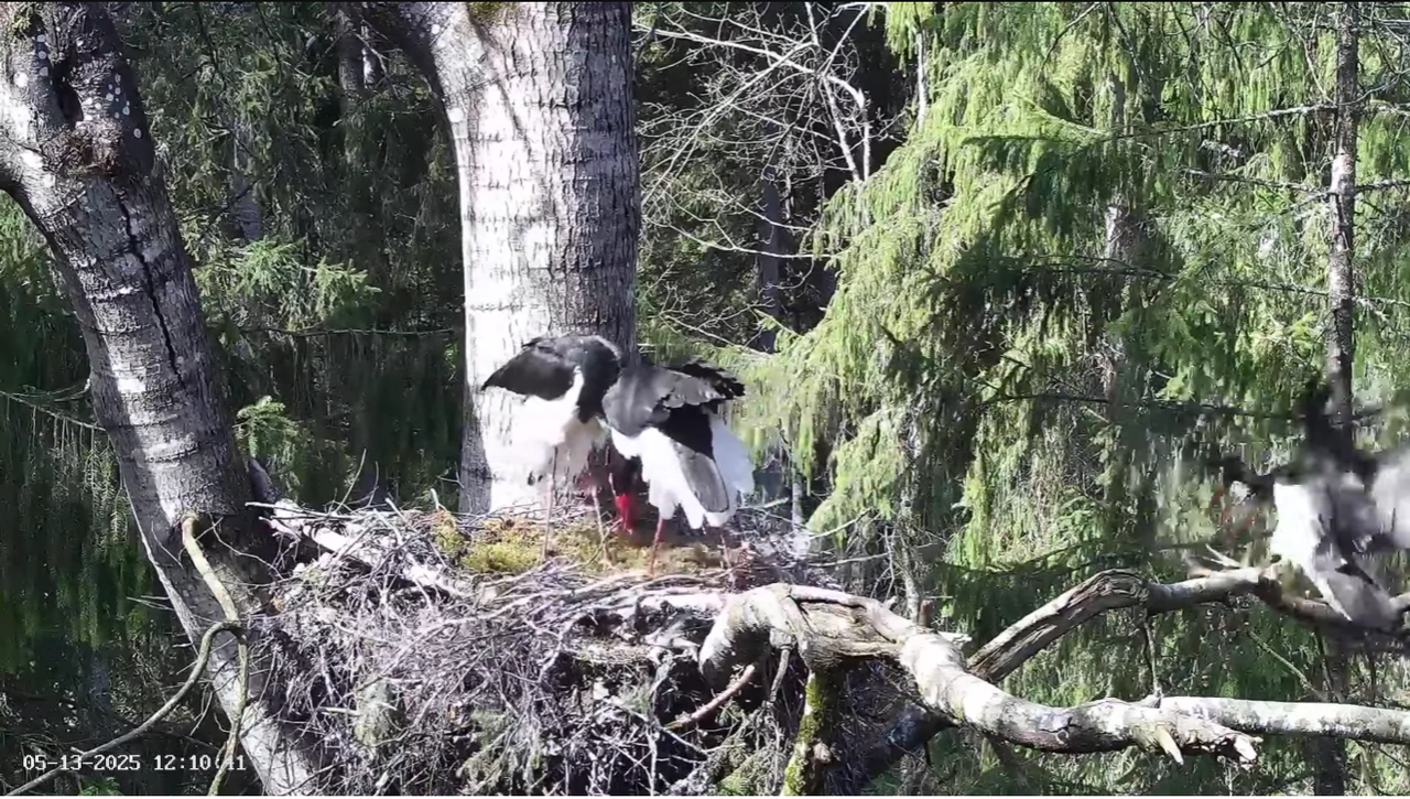 Ekrānuzņēmums 2025-05-13 131107