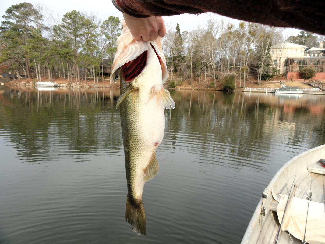 6-12-on-drift-fry-near-dam-chasing-shad-