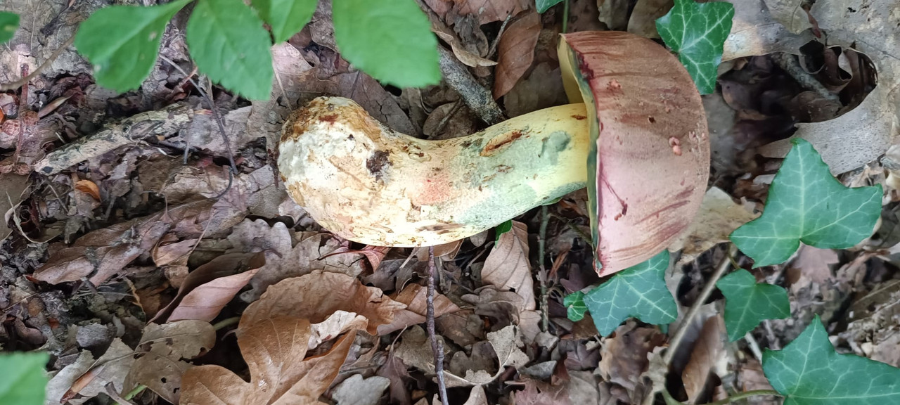 WhatsApp Image 2023-08-08 at 17.01.36 (3)