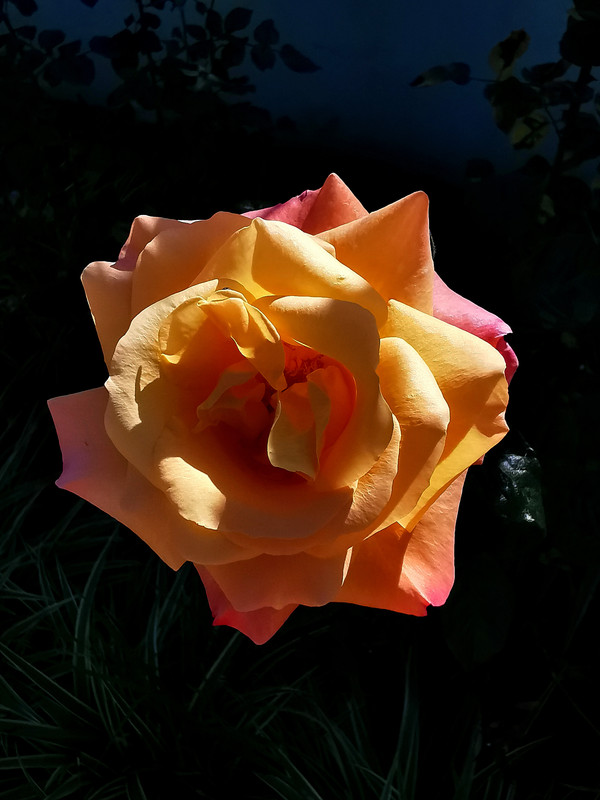 https://i.postimg.cc/XqDwymhJ/IMG-20240110-135042-edit-286294813942771.jpg