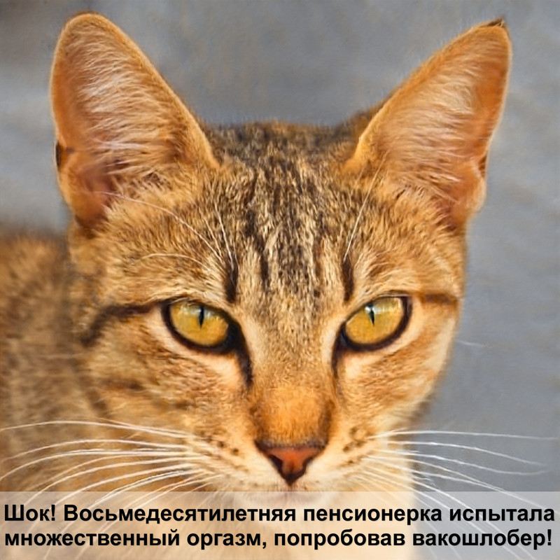 чем лечить глаза у кошки