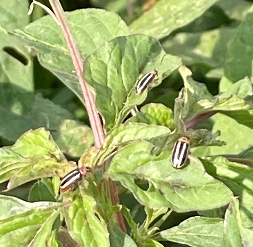 EE8E277B-3436-43DD-B95B-3B86C5F751D8