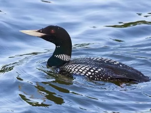 [Image: arctic-birds-12931-1-1708795767.webp]