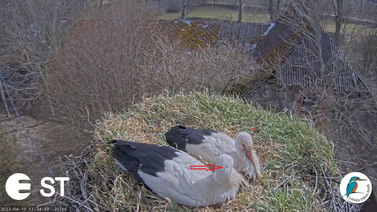 Baltie stārķi (Ciconia ciconia) Tukuma novadā - LDF tiešraide __ White storks in Tukums, Latvia 15-3