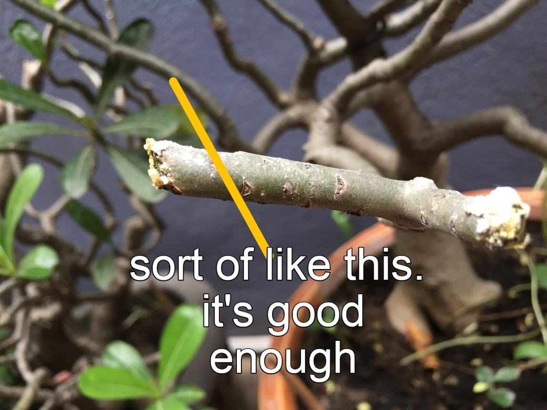 cut-branch-at-slanted-angle.jpg