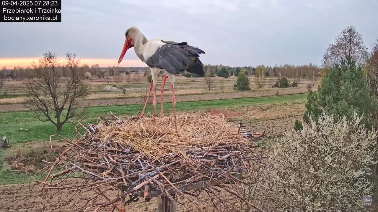 09042025bociany_35