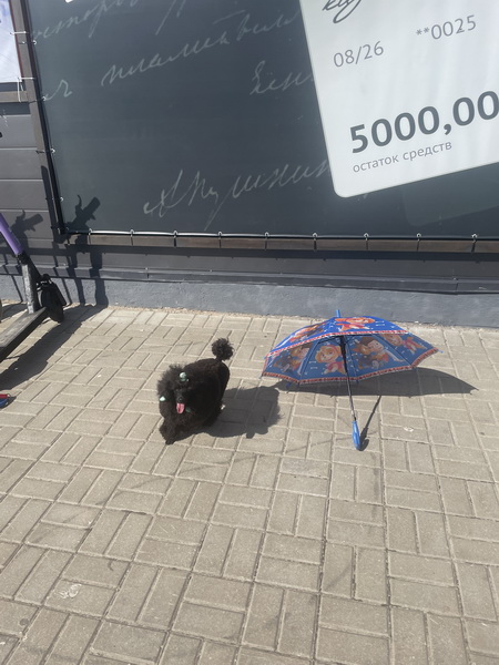 https://i.postimg.cc/XqJw3CW7/IMG-1022.jpg