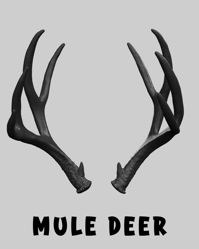 Mule Deer Antlers