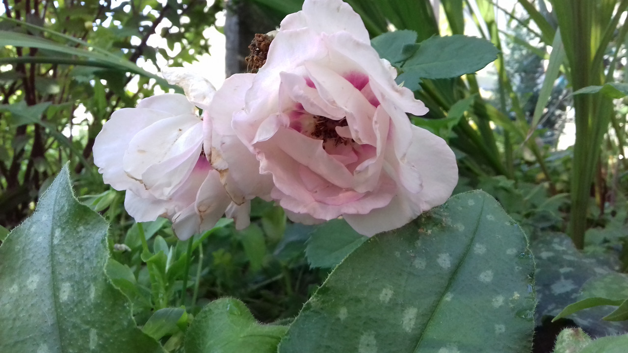 20190719_080745