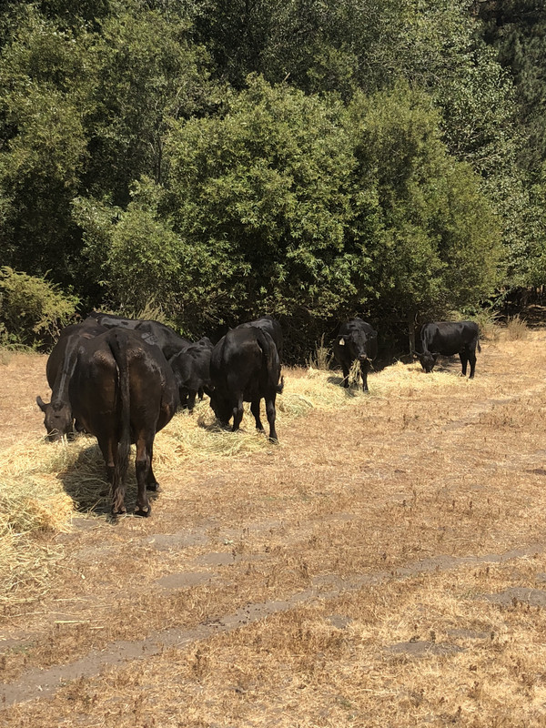 97CF68AB-AFE3-48C1-B3BB-D1B4D8DA6C7C