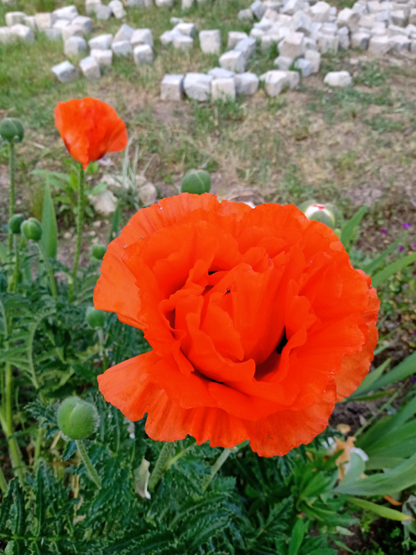 IMG_20230519_194424450
