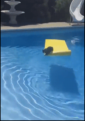 Pool-Cat-GIF-Clever-cat-floating-on-air-mattress-pool-SPLASHing-and-then-swimming-like-a-human.gif