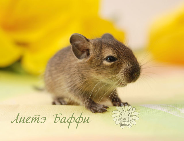 Баффи2_1-нед