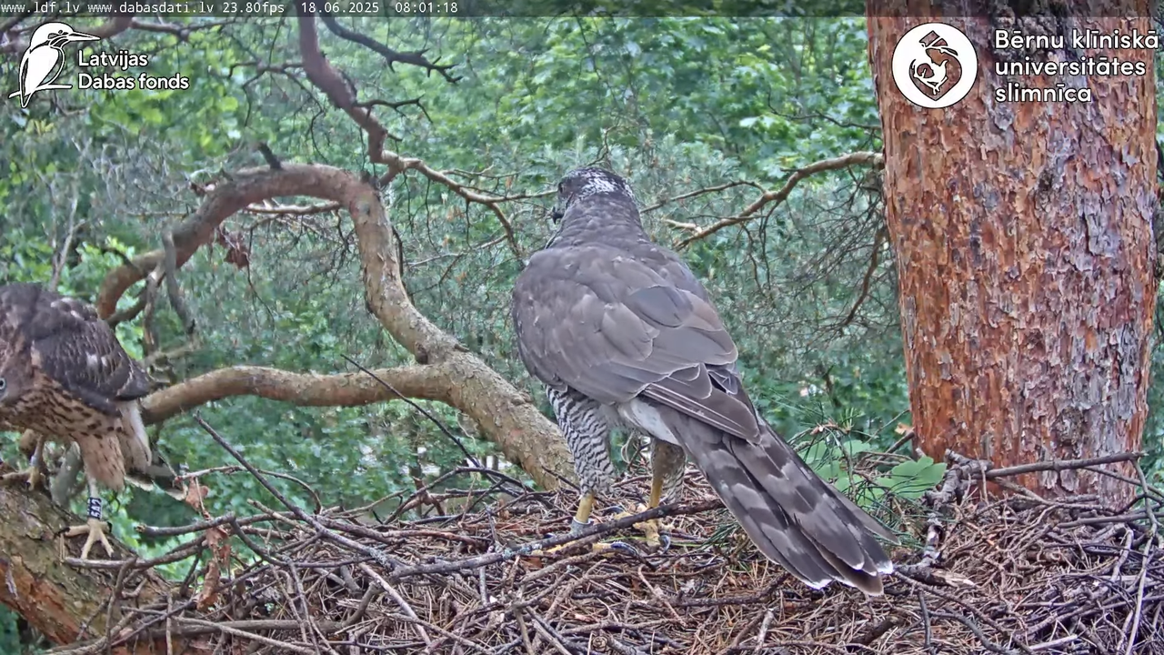 Vistu vanags (Accipiter gentilis) BKUS teritorijā – 2. ligzda 9-31-38 screenshot