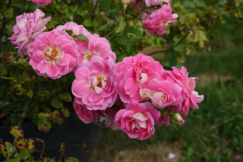 [Image: DSC00895.jpg]