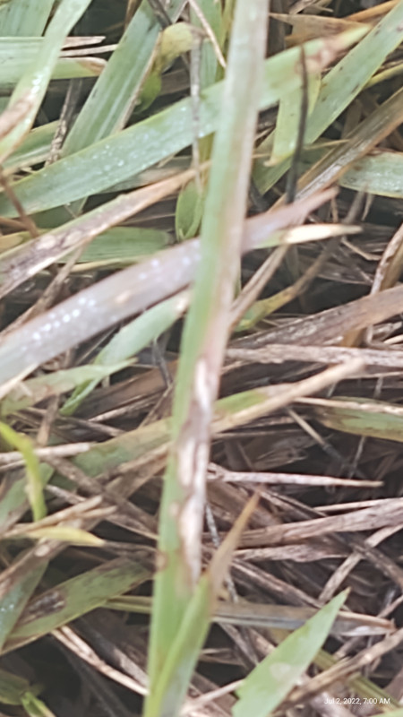 IMG_20220702_070004921