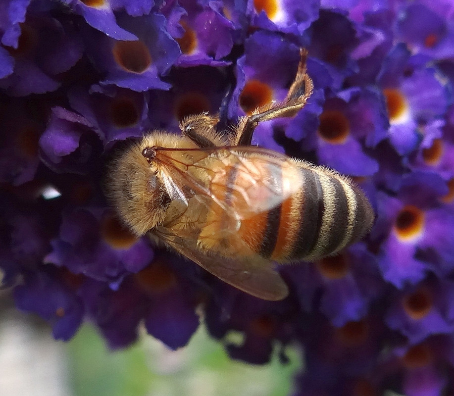 BEE 4 010824