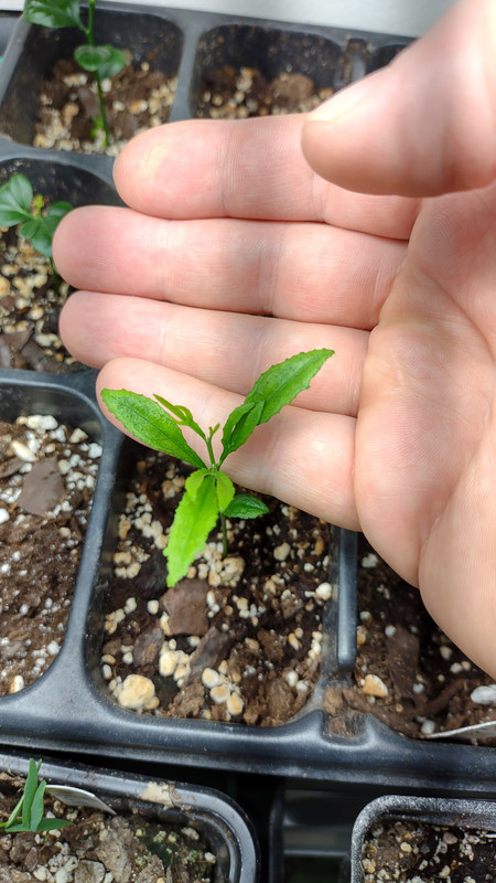 IMG_20240329_202308910_HDR