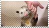 opossum2