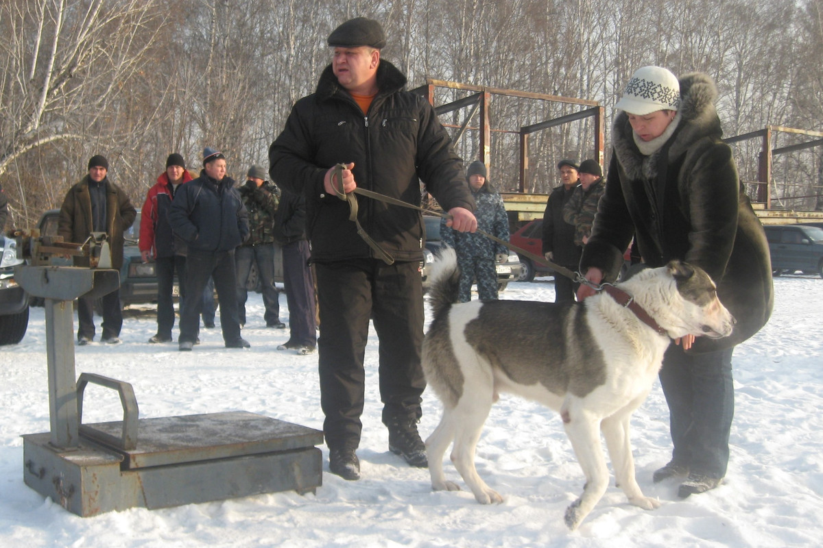 2009.11.21 Вес ШЕРХАН 60кг 1г2м (3Б)