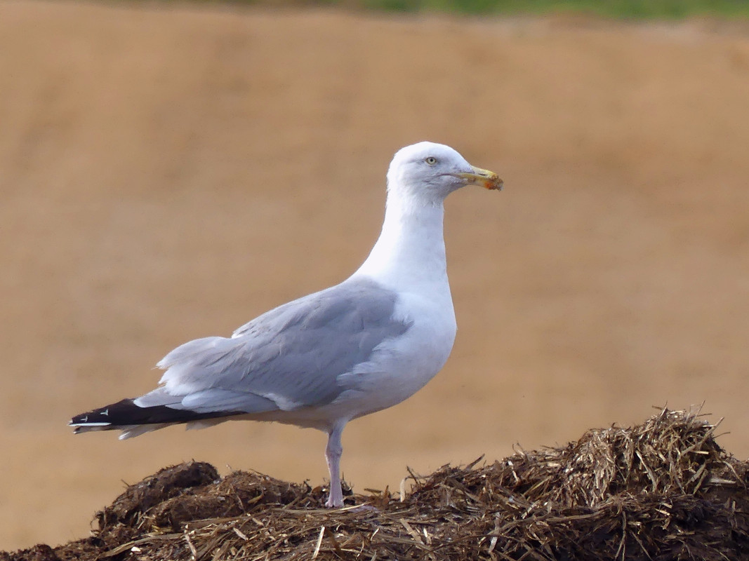 HERRING GULL 3 110824