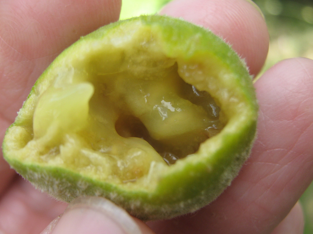 sete_capotes_--campomenesia_guazumifolia--huerta