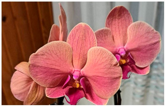 moja-orhideja