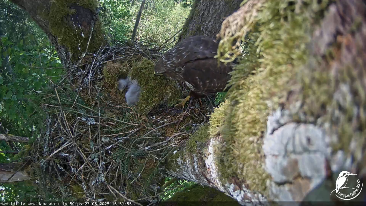 Melnās klijas (Milvus migrans) Kurzemē_ peļu klijāni (Buteo buteo) 12-4-10 screenshot
