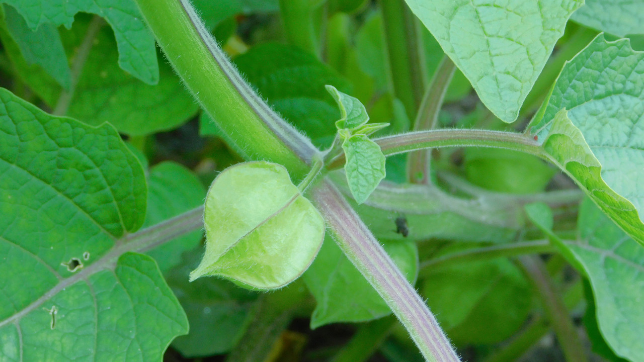 сентябрь дачно-миниатюр 2025 093