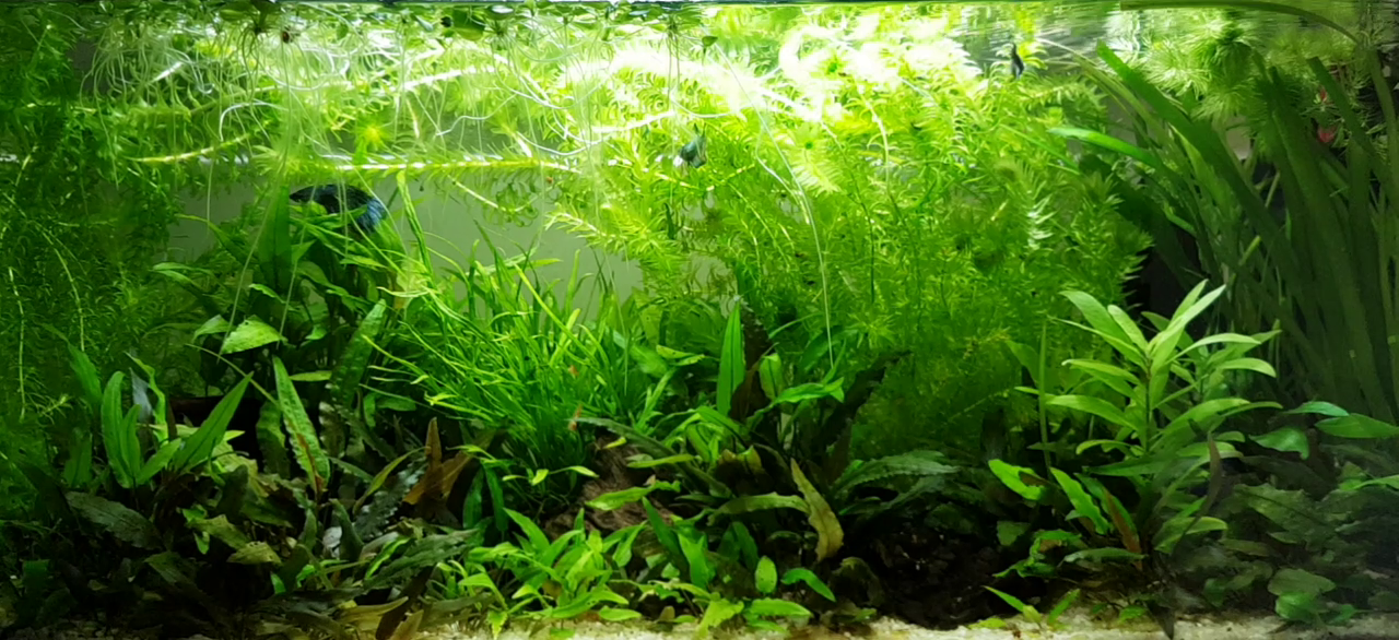 vlcsnap-2020-10-19-21h56m56s651