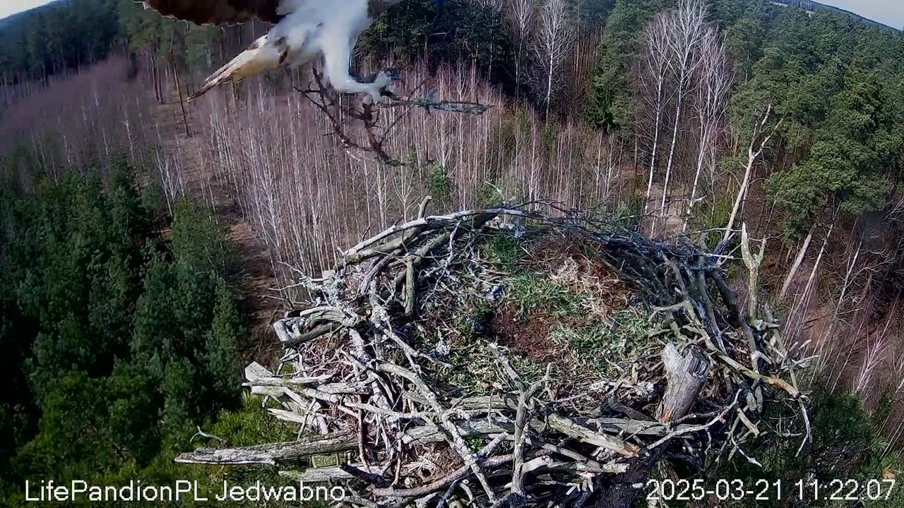 Rybołowy Online Puszcza Napiwodzko-Ramucka _ Ospreys Online in Napiwodzko-Ramucka Forest 13-23-28 sc