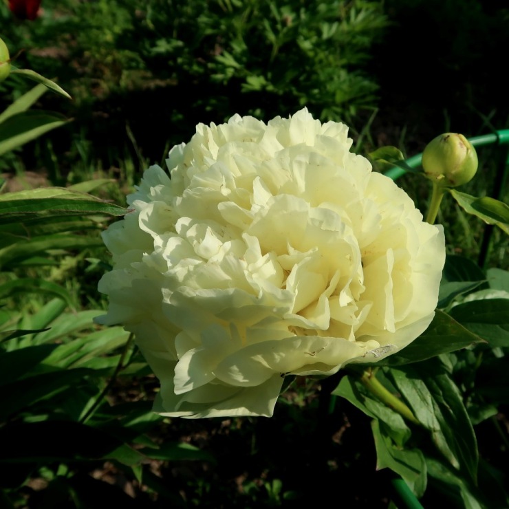 Lemon Chiffon 2