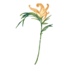 https://i.postimg.cc/XqSVXFV0/IMG-1968.webp