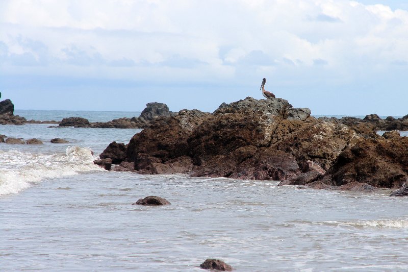 DIA 13: EXCURSIÓN DE UN DÍA A CORCOVADO - DE TORTUGAS Y PEREZOSOS. COSTA RICA 2019 (22)