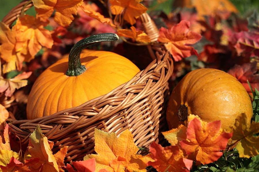 Pumpkins 0049