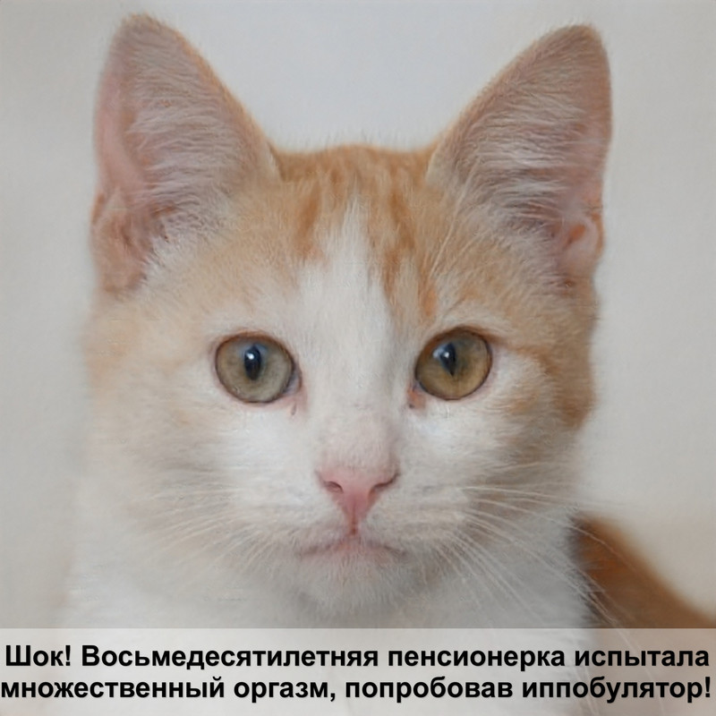 как свести кошку с котом