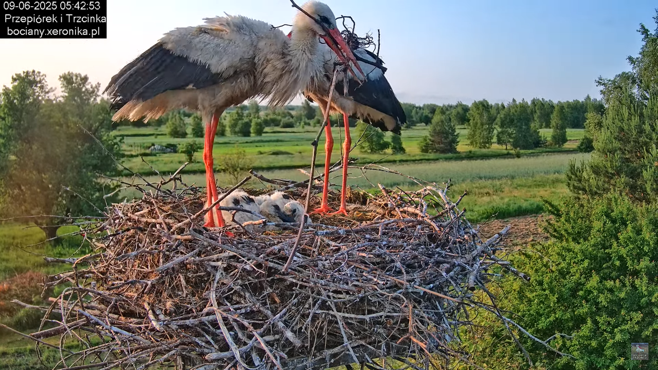 09062025bociany13