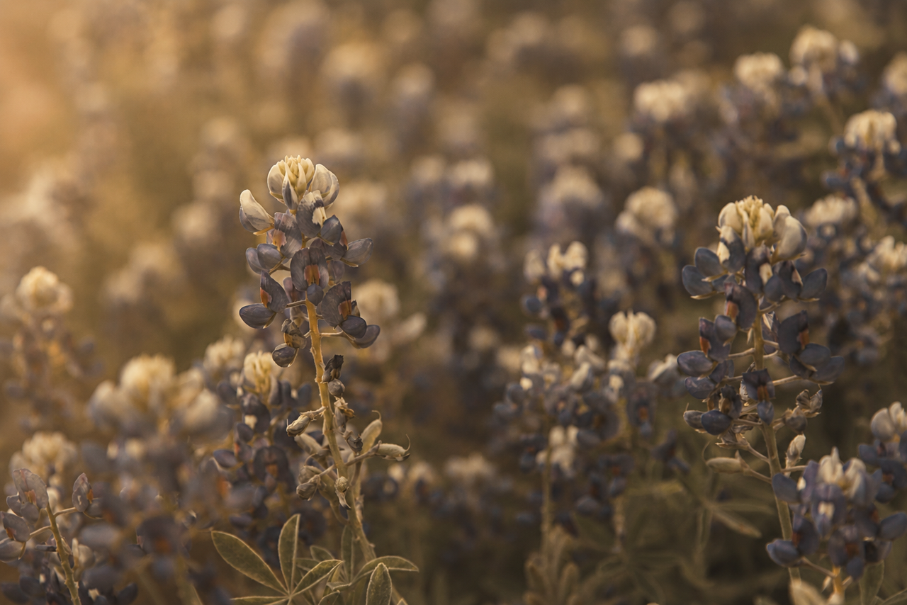 Wildflower season