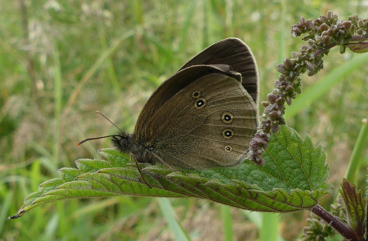 SPECKLED WOOD 2 160724