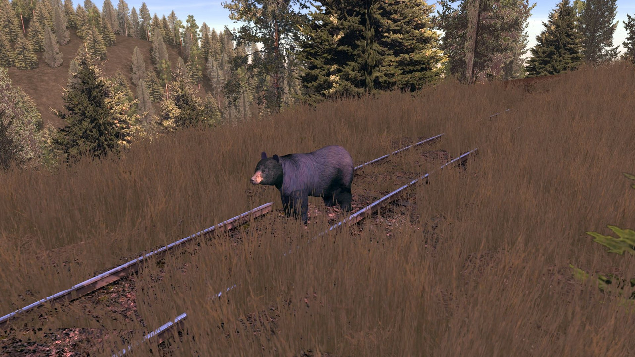 Bear-01.jpg