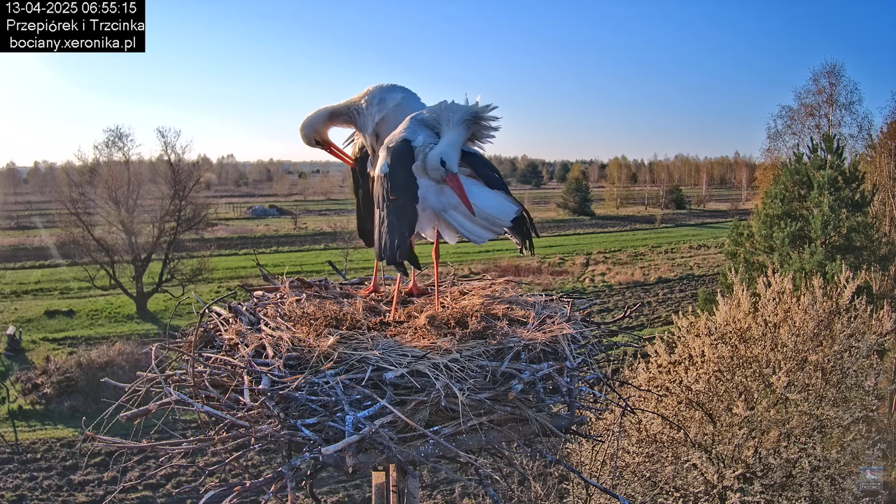 13042025bociany6
