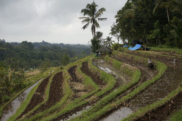 Indonesia y Kuala Lumpur en 18 días: El viaje de mi vida - Blogs de Indonesia - Día 7- Bali: Ubud, Jatiluwih, Bratan y cascada Leke Leke (3)