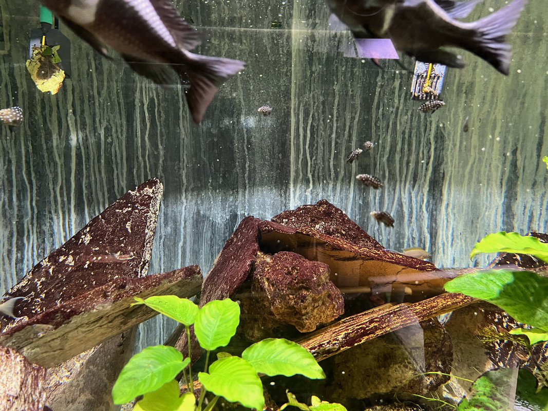 Bébés Maswa Janv22