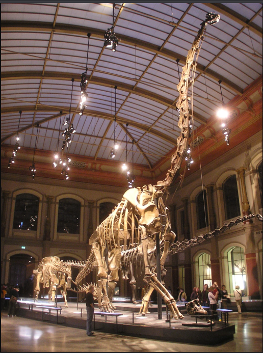 Although this is a skeleton of Brachiosaurus Brancai that was later renamed to Giraffatitan, in the backround are Kentrosaurus, Dicraeosaurus, and Diplodocus