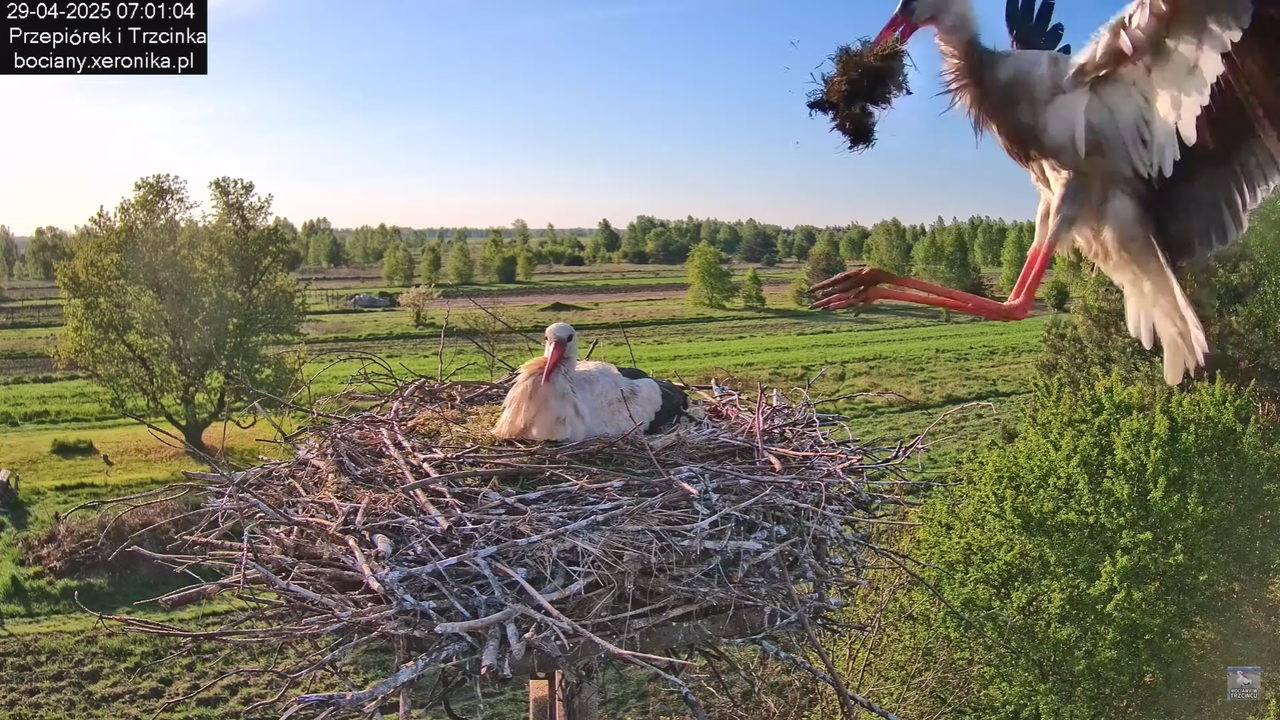 29042025bociany10